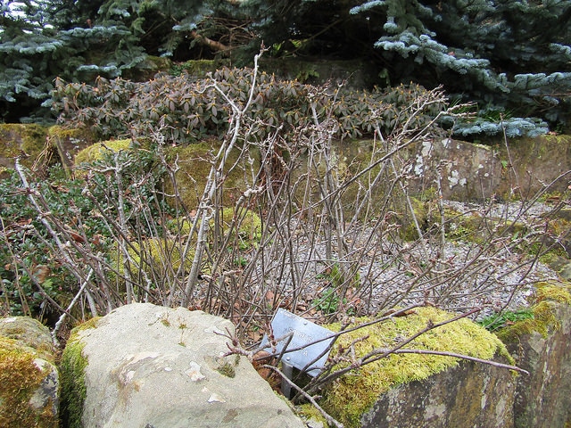 Sorbus reducta