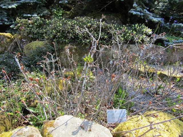 Sorbus reducta