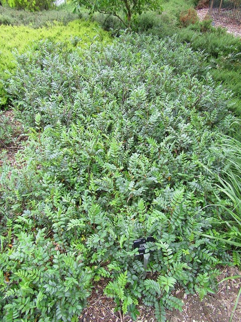 Sorbus reducta