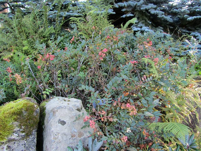 Sorbus reducta
