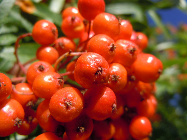 Sorbus scopulina