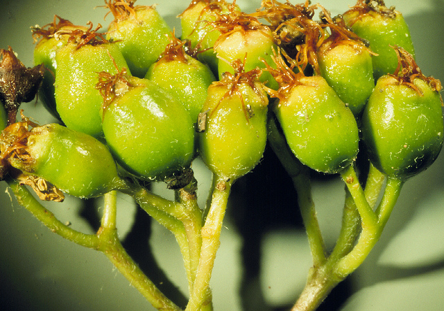Sorbus scopulina