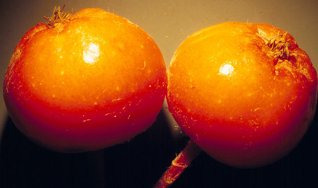 Sorbus scopulina