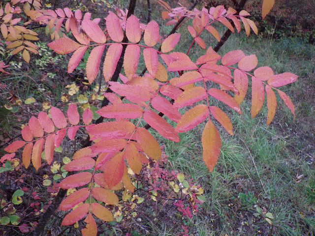 Sorbus scopulina