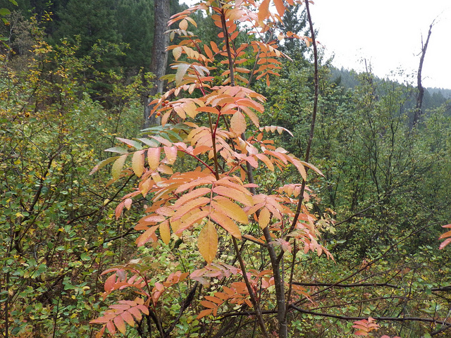 Sorbus scopulina