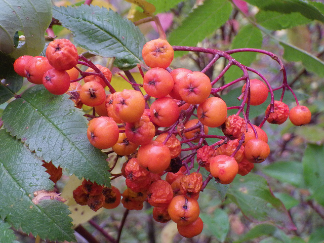 Sorbus scopulina (Sorbus scopulina)