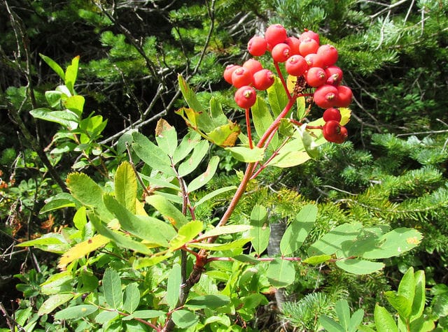 Sorbus sitchensis