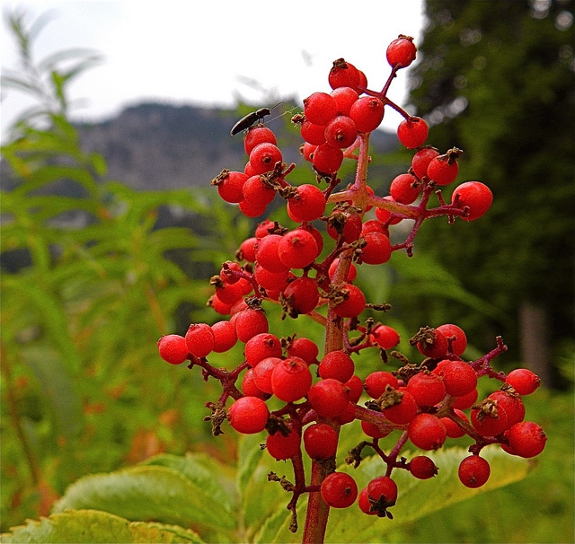 Sorbus sitchensis