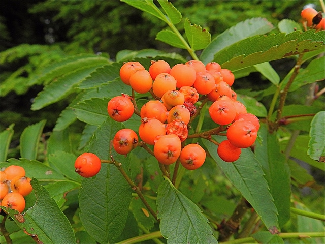 Sorbus sitchensis