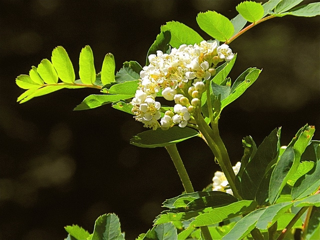 Sorbus sitchensis