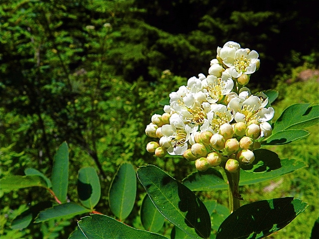 Sorbus sitchensis
