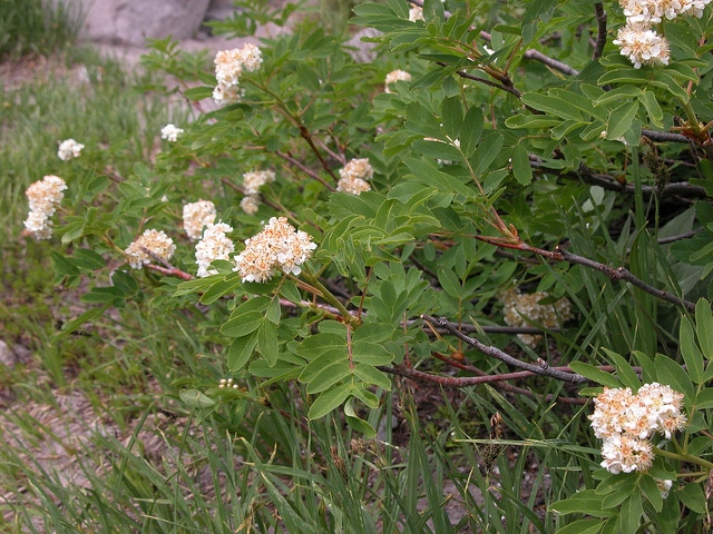 Sorbus sitchensis