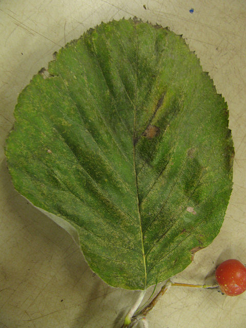Sorbus thibetica