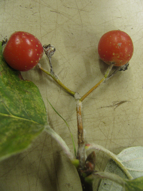 Sorbus thibetica
