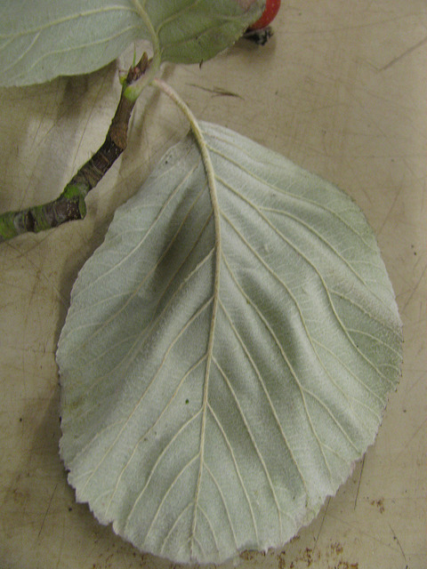 Sorbus thibetica