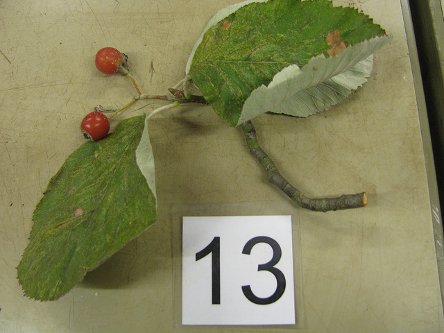 Sorbus thibetica (Sorbus thibetica)