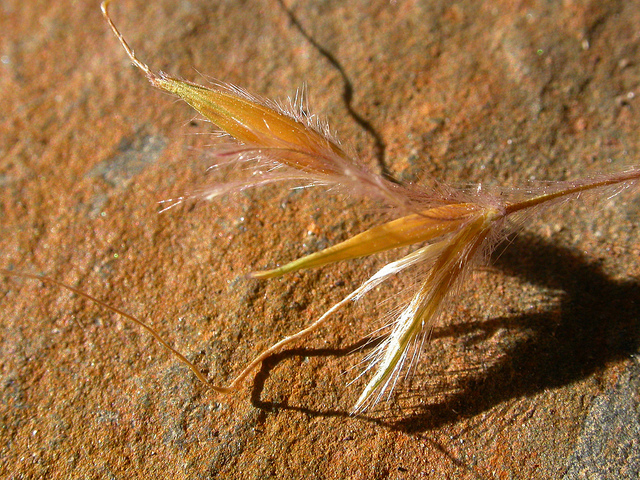 Herbe des indiens (Sorghastrum nutans)