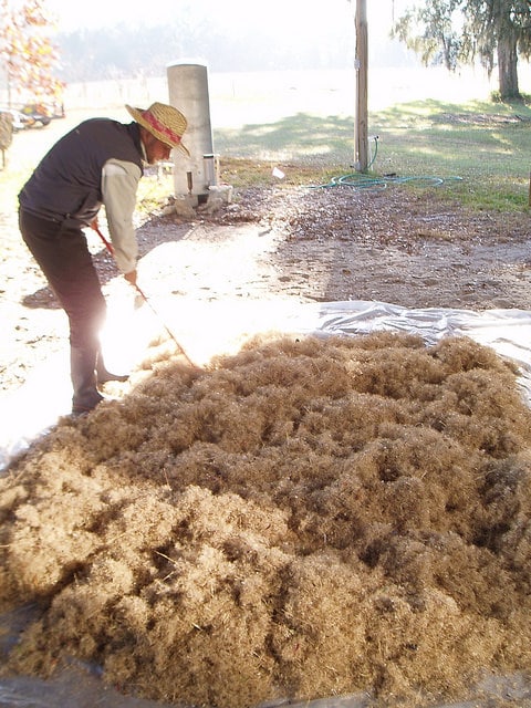 Sorghastrum secundum