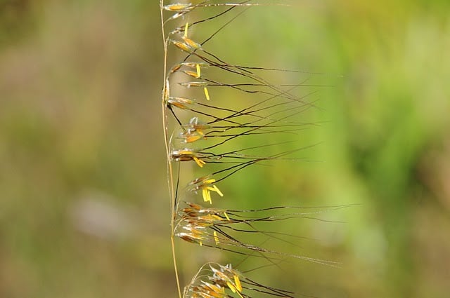 Sorghastrum secundum