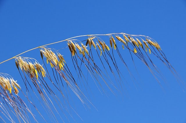 Sorghastrum secundum
