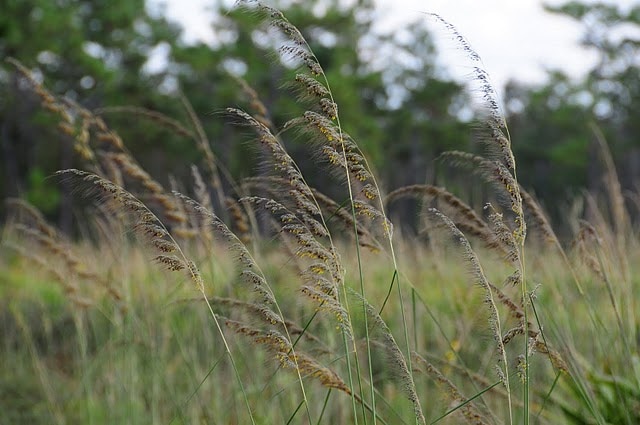 Sorghastrum secundum