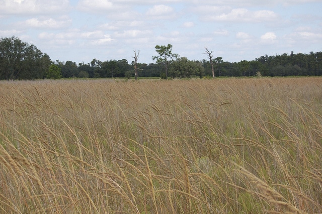 Sorghastrum secundum