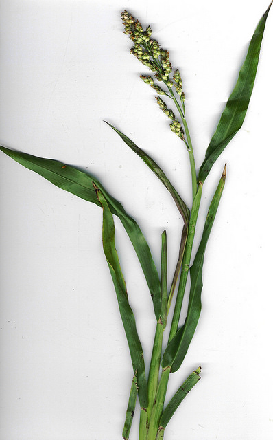 Sorgo commun (Sorghum bicolor)
