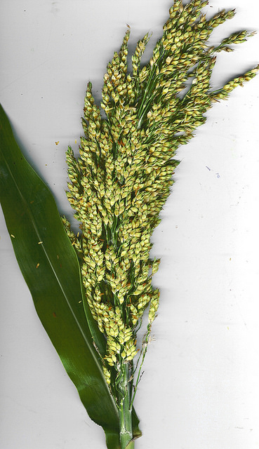 Sorgo commun