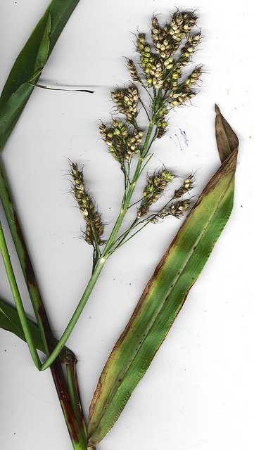 Sorgo commun
