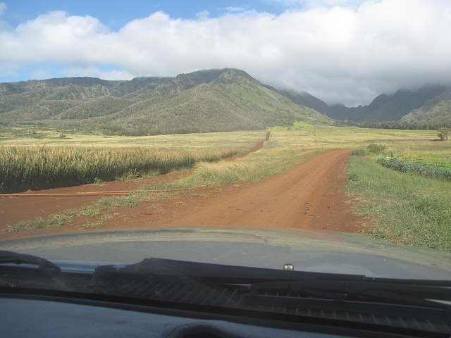 Sorgo commun