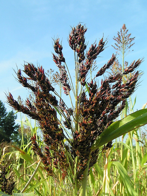 Sorgo commun