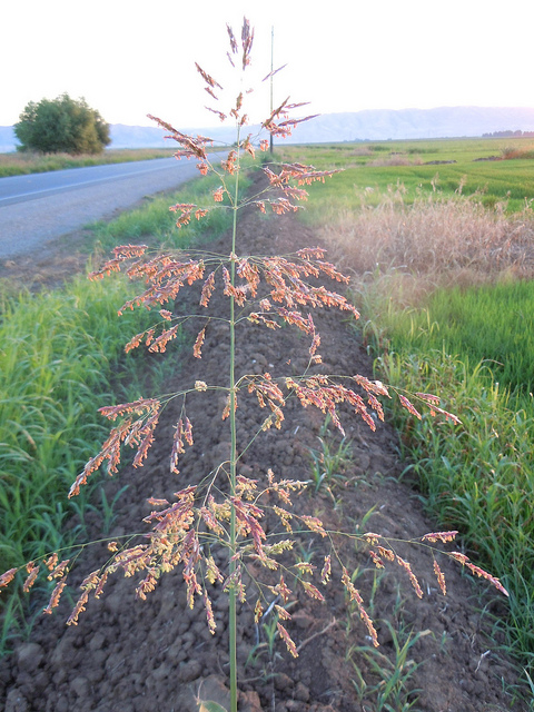 Sorghum halepense