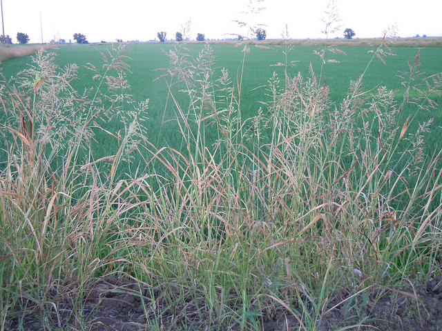 Sorghum halepense