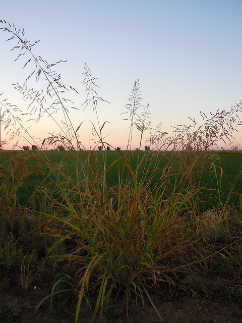 Sorghum halepense