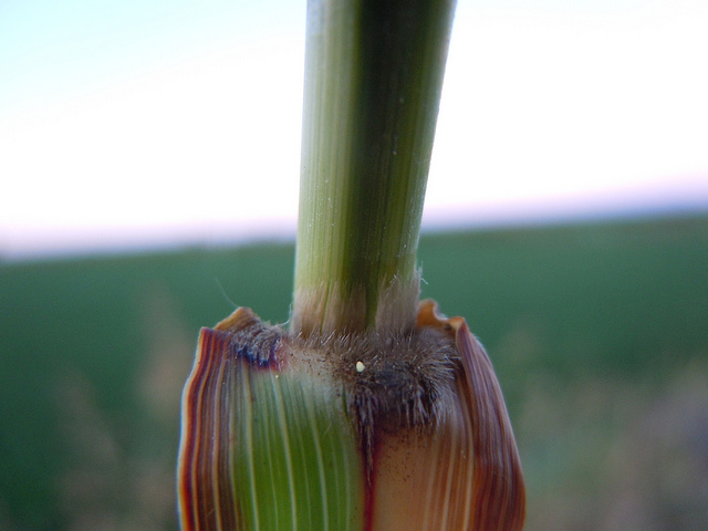 Sorghum halepense
