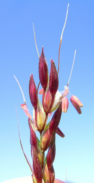Sorghum halepense