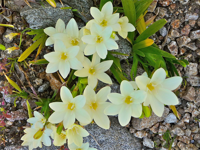 Sparaxis bulbifera (Sparaxis bulbifera)