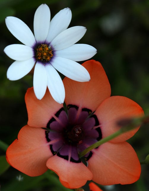 Sparaxis elegans
