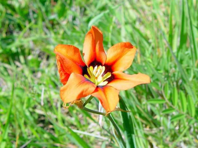 Sparaxis tricolor
