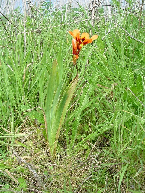 Sparaxis tricolor