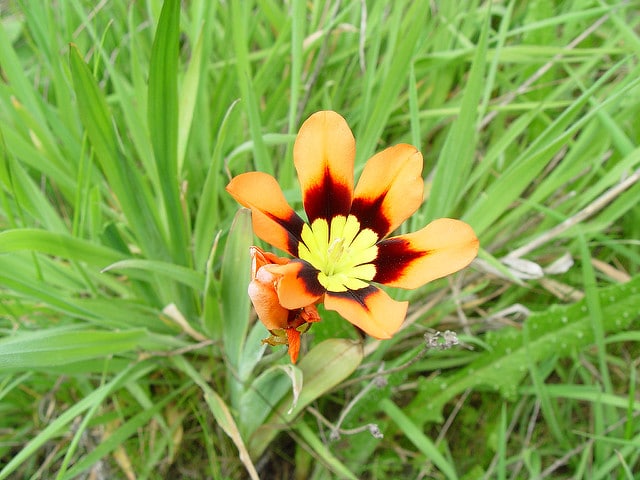 Sparaxis tricolor
