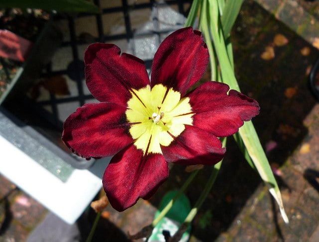 Sparaxis tricolor