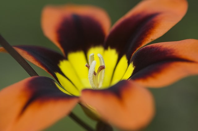 Sparaxis tricolor (Sparaxis tricolor)
