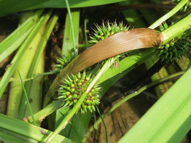 Rubanier émergé (Sparganium emersum)