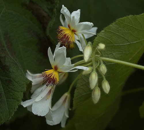 Sparmannia africana