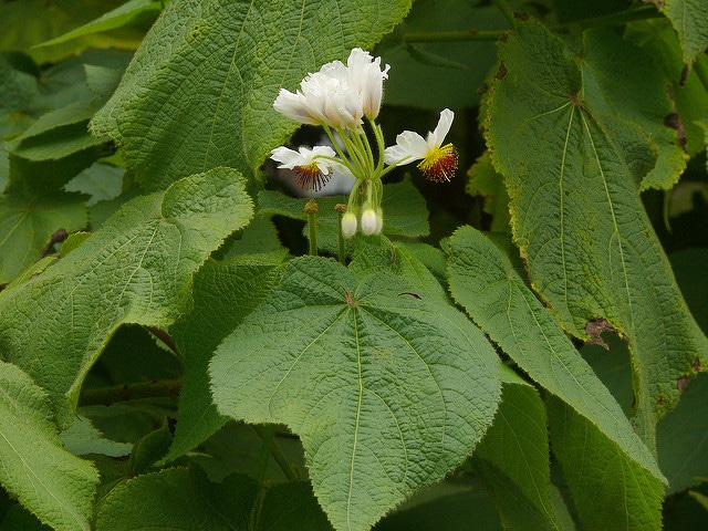 Sparmannia africana