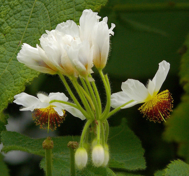 Sparmannia africana