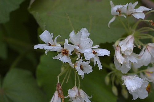 Sparmannia africana