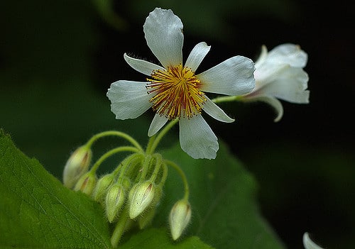 Sparmannia africana