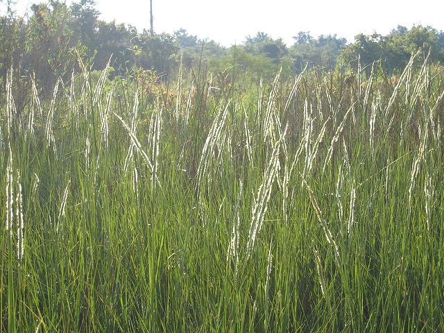 Spartine à feuilles alternes (Spartina alterniflora)